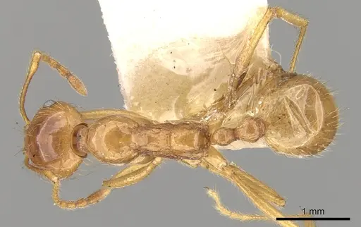 Aphaenogaster barbigula specimen CASENT0280943 image casent0280943_1