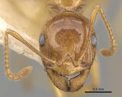 Aphaenogaster barbigula specimen CASENT0280943 image casent0280943_2