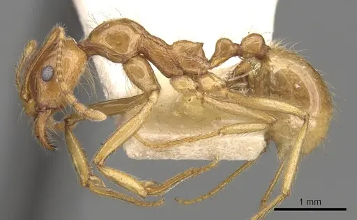 Aphaenogaster barbigula specimen CASENT0280943 image casent0280943_3
