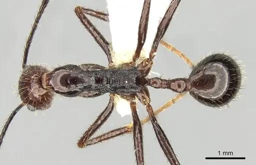 Aphaenogaster beccarii specimen CASENT0280948 image casent0280948_1