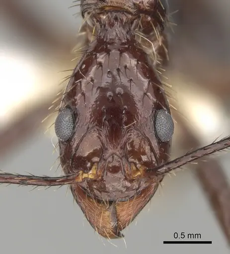 Aphaenogaster beccarii specimen CASENT0280948 image casent0280948_2