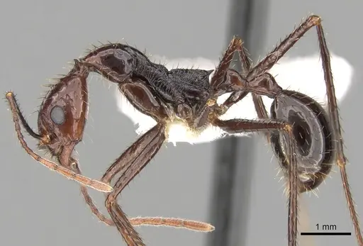 Aphaenogaster beccarii specimen CASENT0280948 image casent0280948_3