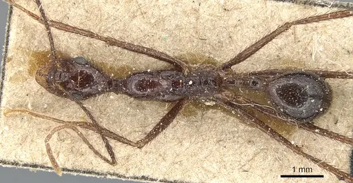 Aphaenogaster beccarii specimen CASENT0904186 image casent0904186_1