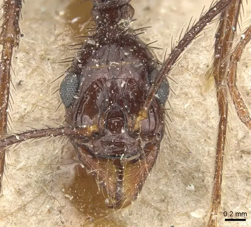 Aphaenogaster beccarii specimen CASENT0904186 image casent0904186_2