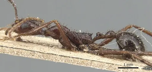 Aphaenogaster beccarii specimen CASENT0904186 image casent0904186_3