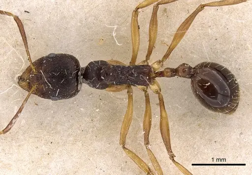 Aphaenogaster beesoni specimen CASENT0900454 image casent0900454_1