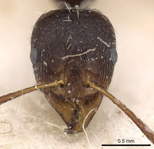 Aphaenogaster beesoni specimen CASENT0900454 image casent0900454_2