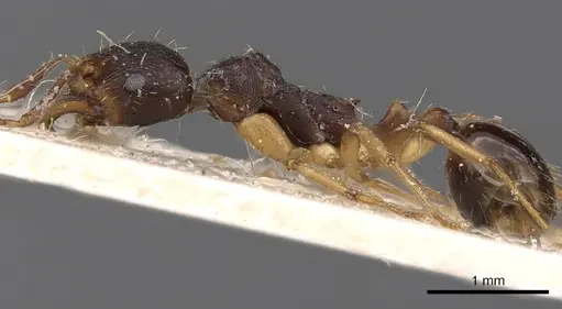 Aphaenogaster beesoni specimen CASENT0900454 image casent0900454_3