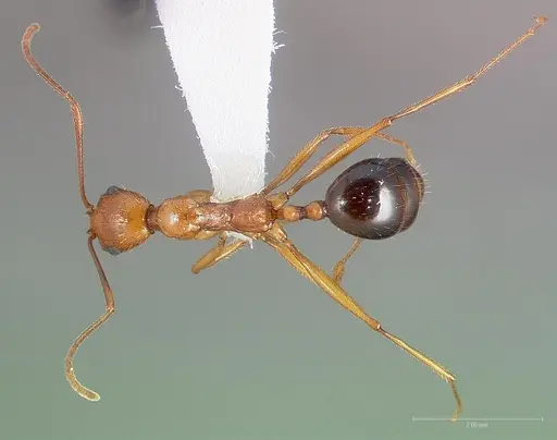 Aphaenogaster boulderensis specimen CASENT0005722 image casent0005722_1