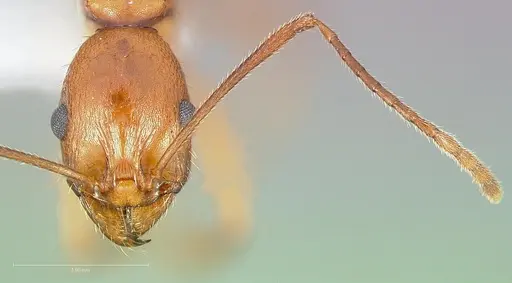 Aphaenogaster boulderensis specimen CASENT0005722 image casent0005722_2