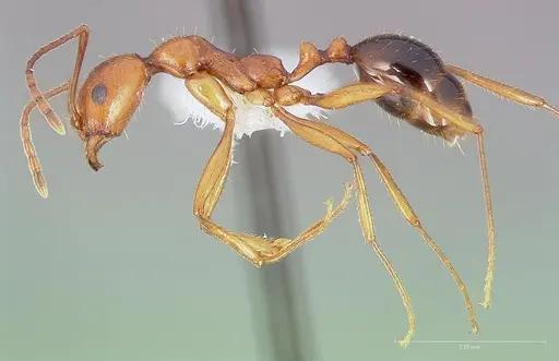 Aphaenogaster boulderensis specimen CASENT0005722 image casent0005722_3