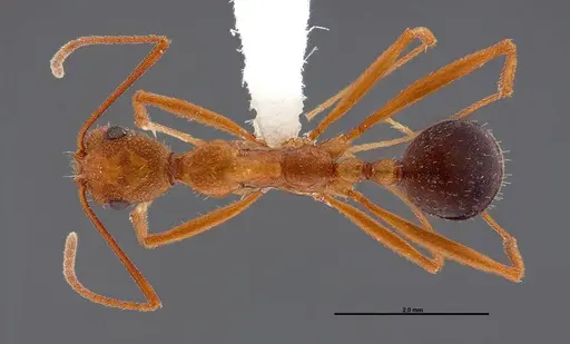 Aphaenogaster boulderensis specimen FMNHINS0000062660 image fmnhins0000062660_1