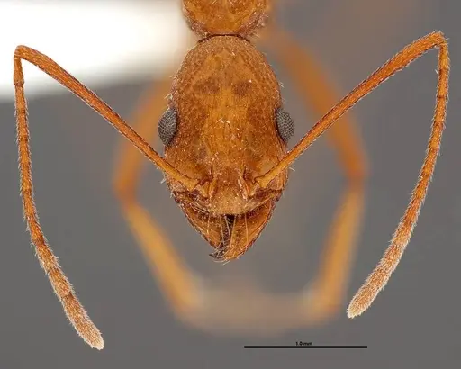 Aphaenogaster boulderensis specimen FMNHINS0000062660 image fmnhins0000062660_2