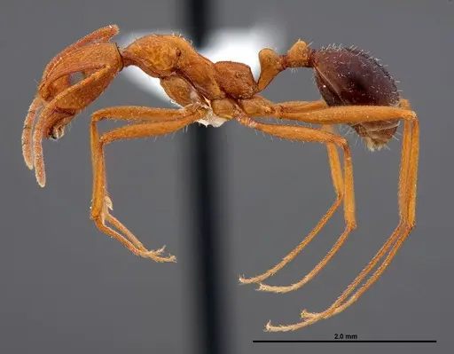 Aphaenogaster boulderensis specimen FMNHINS0000062660 image fmnhins0000062660_3