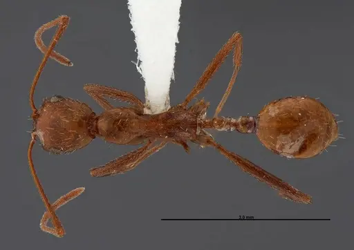 Aphaenogaster boulderensis specimen FMNHINS0000062700 image fmnhins0000062700_1