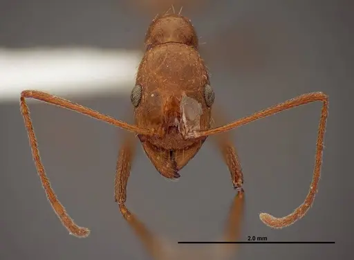 Aphaenogaster boulderensis specimen FMNHINS0000062700 image fmnhins0000062700_2