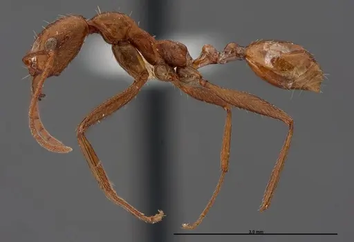 Aphaenogaster boulderensis specimen FMNHINS0000062700 image fmnhins0000062700_3
