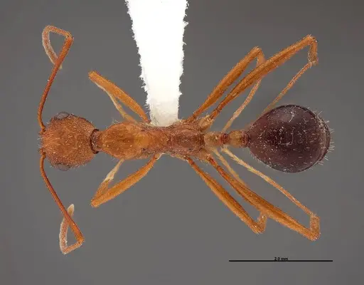 Aphaenogaster boulderensis specimen FMNHINS0000083010 image fmnhins0000083010_1