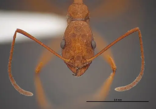Aphaenogaster boulderensis specimen FMNHINS0000083010 image fmnhins0000083010_2