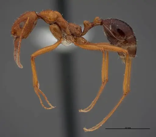 Aphaenogaster boulderensis specimen FMNHINS0000083010 image fmnhins0000083010_3