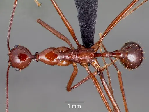 Aphaenogaster bressleri specimen CASENT0006625 image casent0006625_1