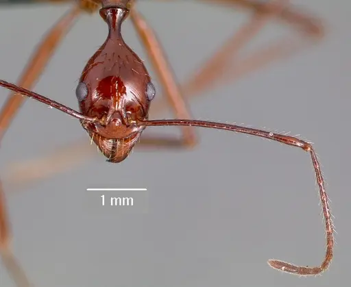 Aphaenogaster bressleri specimen CASENT0006625 image casent0006625_2