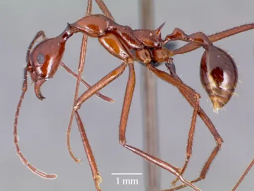 Aphaenogaster bressleri specimen CASENT0006625 image casent0006625_3