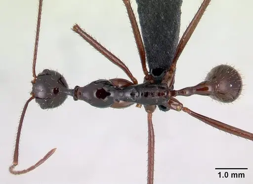 Aphaenogaster bressleri specimen CASENT0063309 image casent0063309_1
