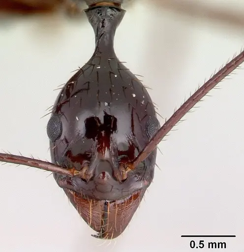 Aphaenogaster bressleri specimen CASENT0063309 image casent0063309_2