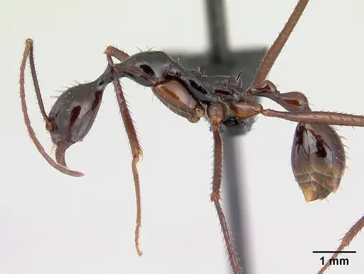 Aphaenogaster bressleri specimen CASENT0063309 image casent0063309_3