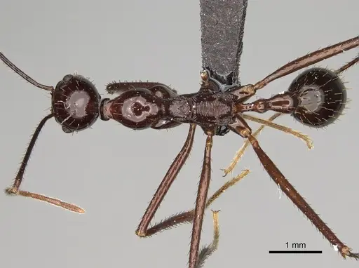 Aphaenogaster bressleri specimen CASENT0066999 image casent0066999_1