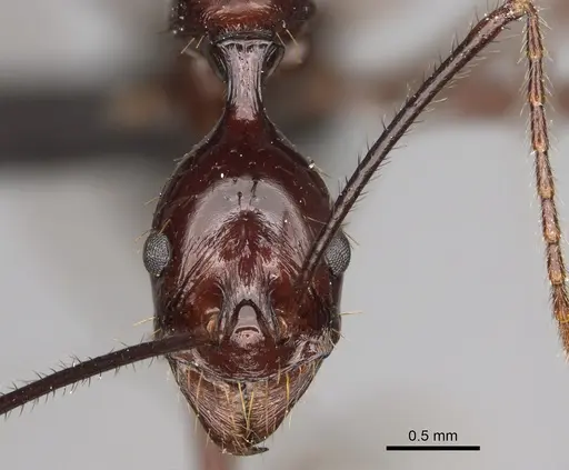Aphaenogaster bressleri specimen CASENT0066999 image casent0066999_2