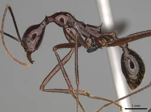 Aphaenogaster bressleri specimen CASENT0066999 image casent0066999_3