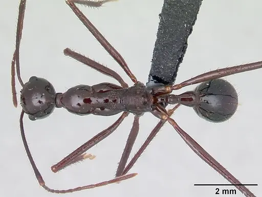Aphaenogaster bressleri specimen CASENT0067574 image casent0067574_1