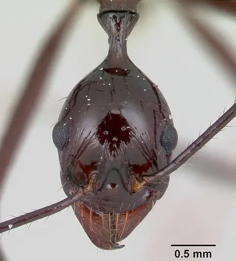 Aphaenogaster bressleri specimen CASENT0067574 image casent0067574_2