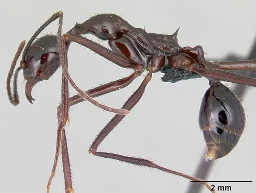 Aphaenogaster bressleri specimen CASENT0067574 image casent0067574_3