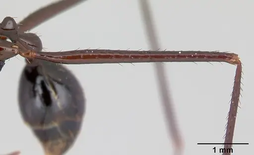 Aphaenogaster bressleri specimen CASENT0067574 image casent0067574_4