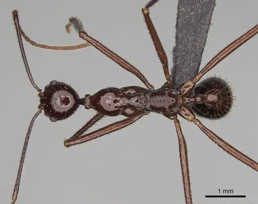 Aphaenogaster bressleri specimen CASENT0067682 image casent0067682_1
