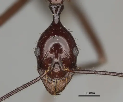 Aphaenogaster bressleri specimen CASENT0067682 image casent0067682_2