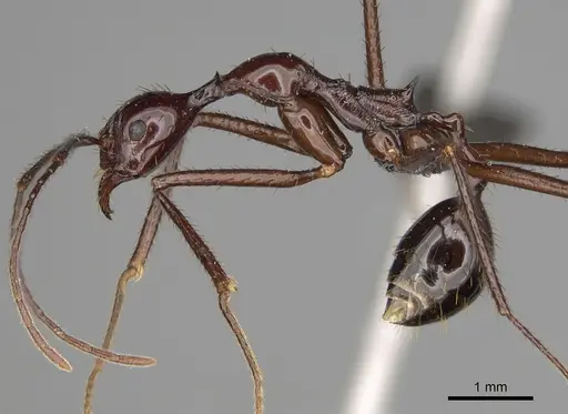 Aphaenogaster bressleri specimen CASENT0067682 image casent0067682_3