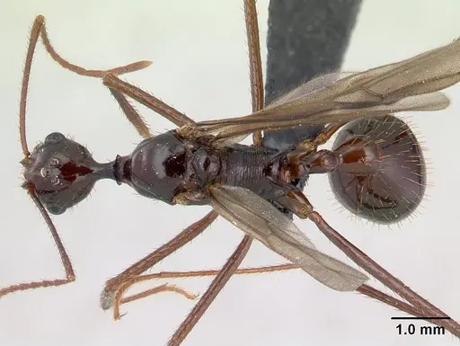 Aphaenogaster bressleri specimen CASENT0178465 image casent0178465_1