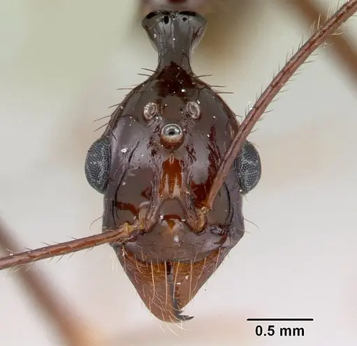 Aphaenogaster bressleri specimen CASENT0178465 image casent0178465_2