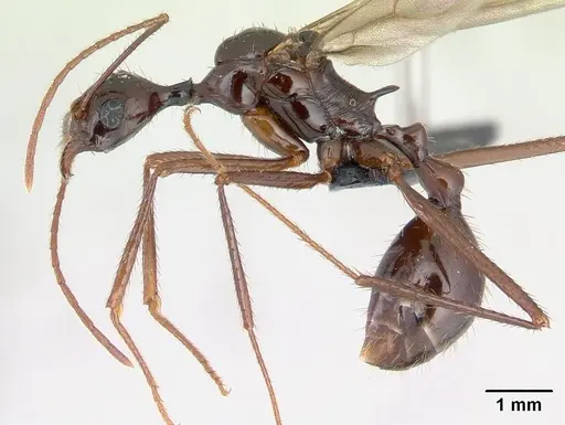 Aphaenogaster bressleri specimen CASENT0178465 image casent0178465_3