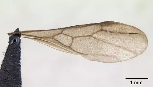 Aphaenogaster bressleri specimen CASENT0178465 image casent0178465_4