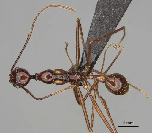 Aphaenogaster bressleri specimen CASENT0495063 image casent0495063_1
