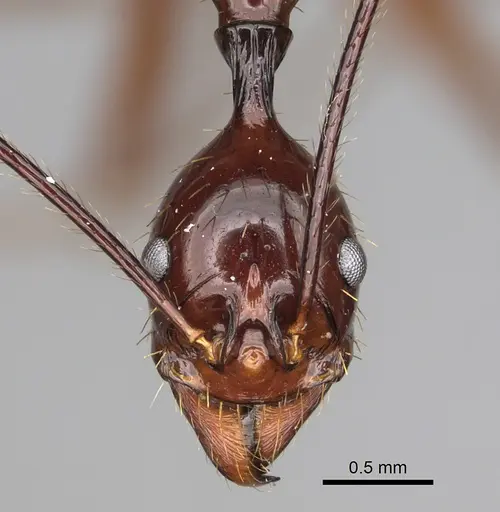 Aphaenogaster bressleri specimen CASENT0495063 image casent0495063_2