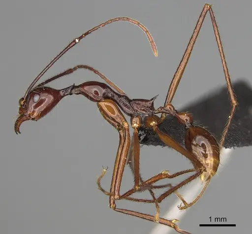 Aphaenogaster bressleri specimen CASENT0495063 image casent0495063_4