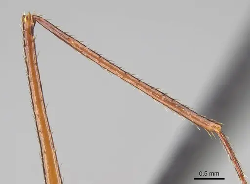Aphaenogaster bressleri specimen CASENT0495063 image casent0495063_5