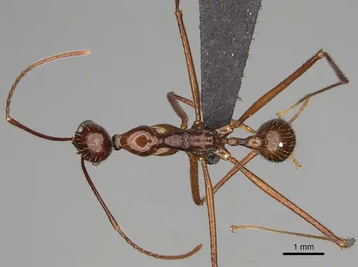 Aphaenogaster bressleri specimen CASENT0495064 image casent0495064_1