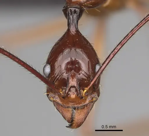 Aphaenogaster bressleri specimen CASENT0495064 image casent0495064_2